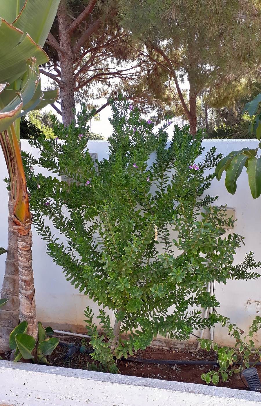 Image of Polygala myrtifolia specimen.