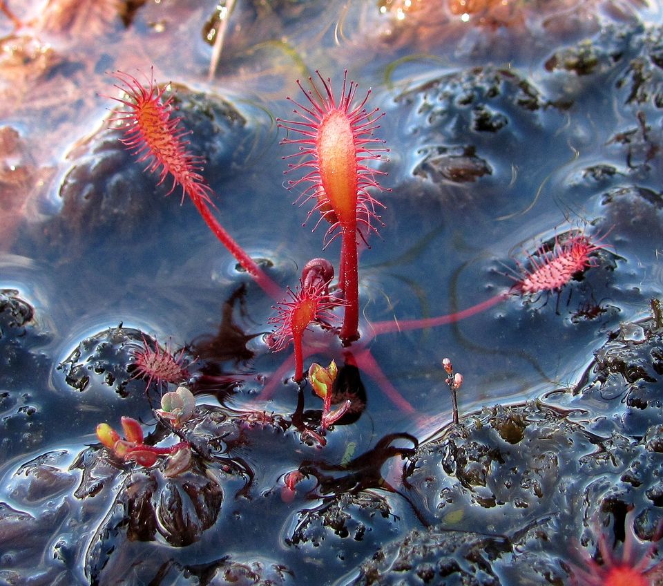 Image of Drosera anglica specimen.