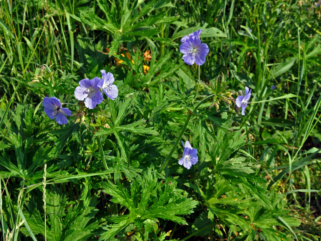 Image of Geranium pratense specimen.