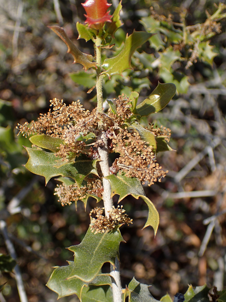 Изображение особи Quercus coccifera.