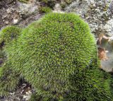класс Bryopsida. Куртинка гаметофита. Кабардино-Балкария, Эльбрусский р-н, окр. пос. Эльбрус, ок. 1800 м н.у.м., скальный выход. 09.08.2018.