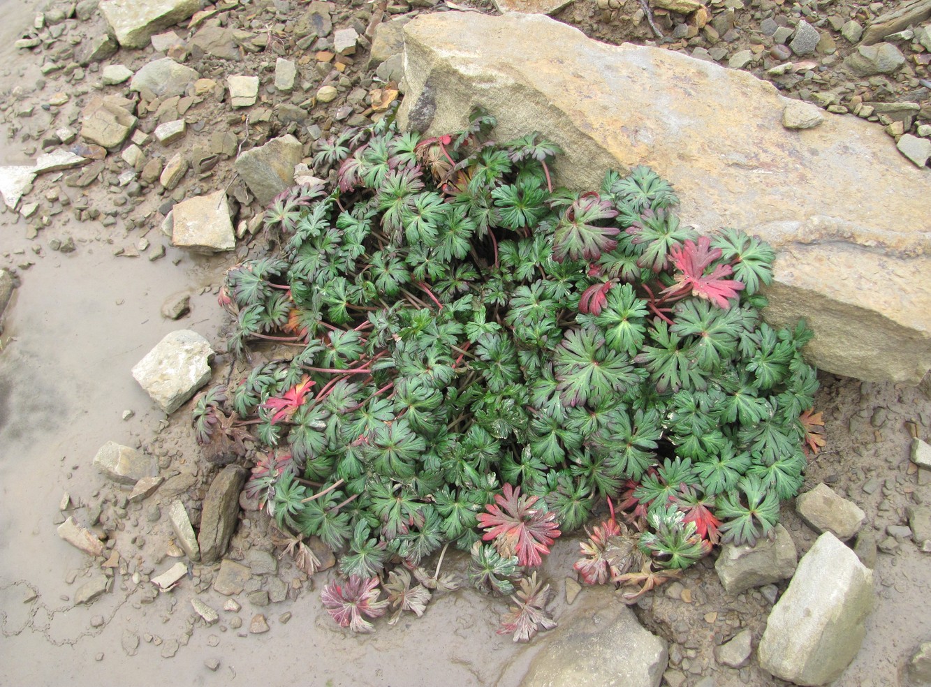 Изображение особи род Geranium.