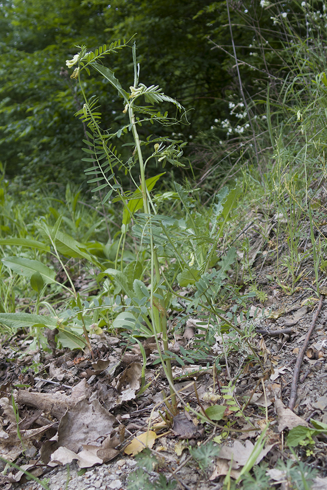 Изображение особи Vicia ciliatula.