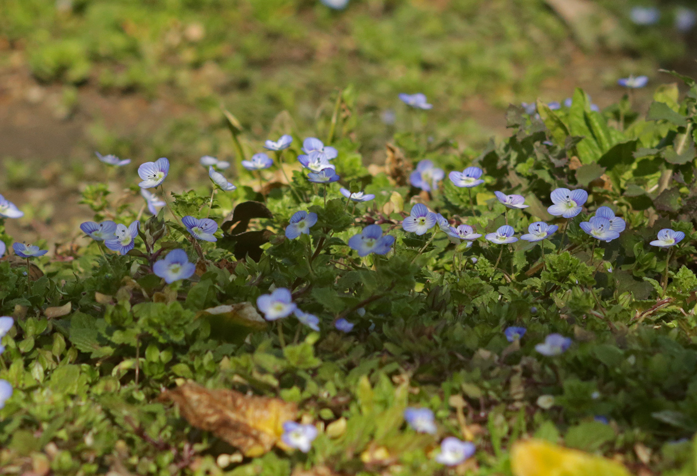 Изображение особи Veronica filiformis.