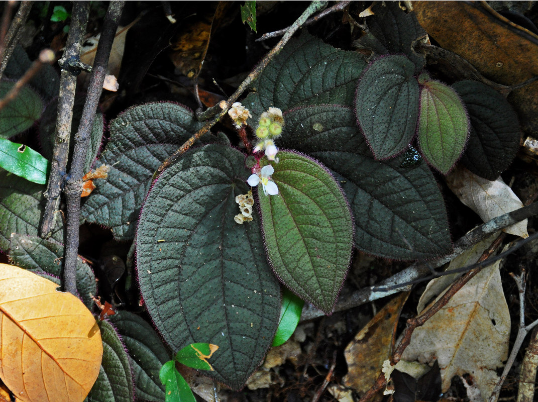 Image of Sonerila moluccana specimen.