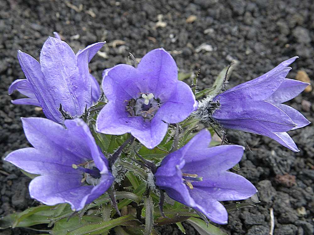 Image of Campanula lasiocarpa specimen.