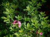род Rhododendron. Верхушки ветвей цветущего растения. Кировская обл., г. Киров, Ботанический сад Вятского государственного университета, в культуре. 29.06.2018.