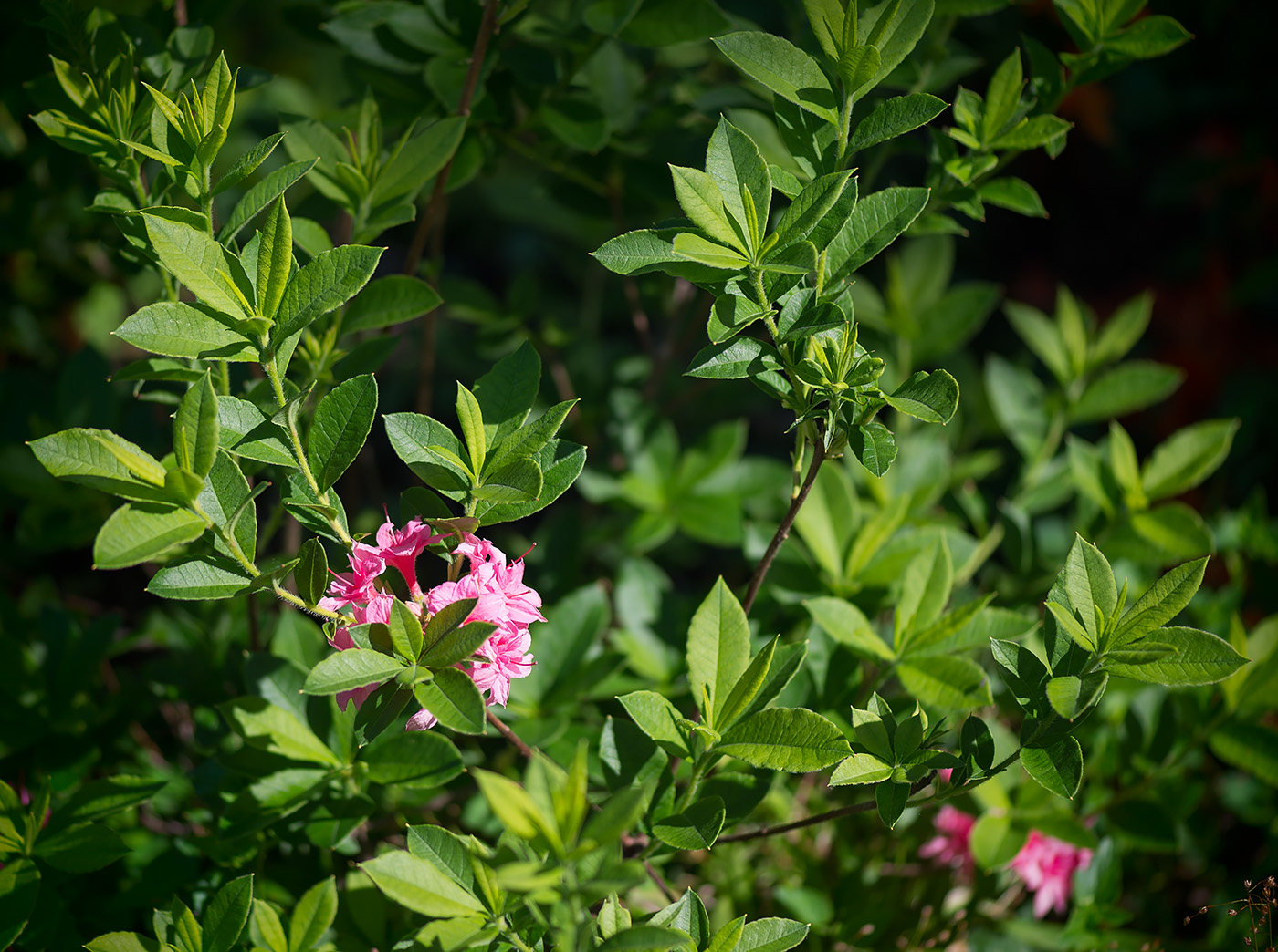 Изображение особи род Rhododendron.