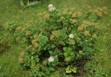 Spiraea betulifolia. Цветущее и плодоносящее растение. Кировская обл., г. Киров, Ботанический сад Вятского государственного университета, в культуре. 07.07.2018.