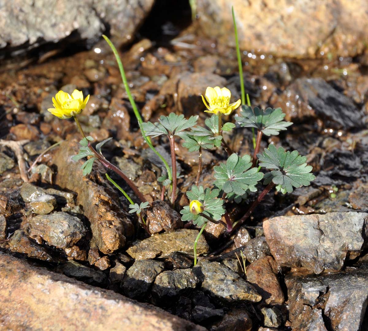 Изображение особи Ranunculus cadmicus ssp. cyprius.