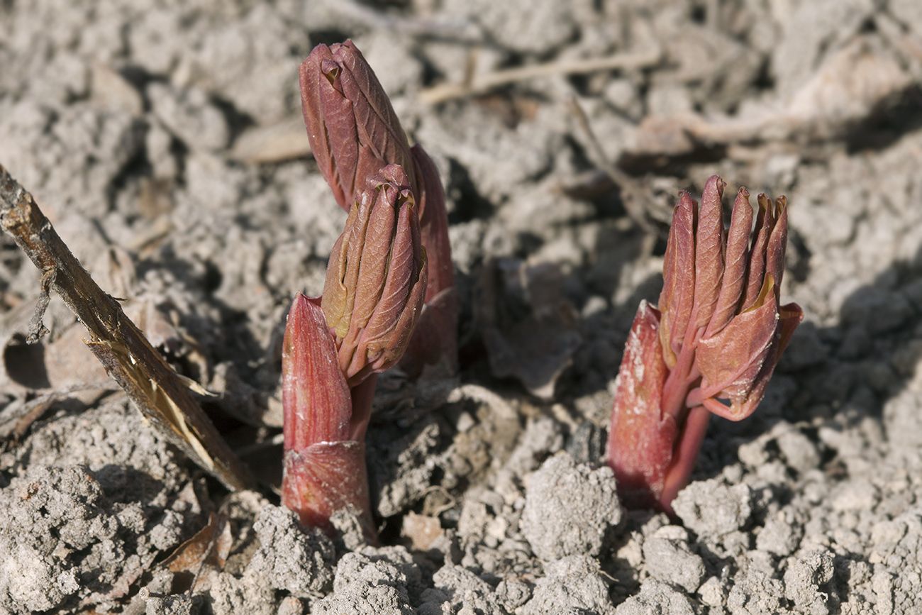 Image of Paeonia obovata specimen.