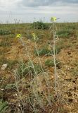 Erysimum canescens