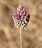 Allium curtum
