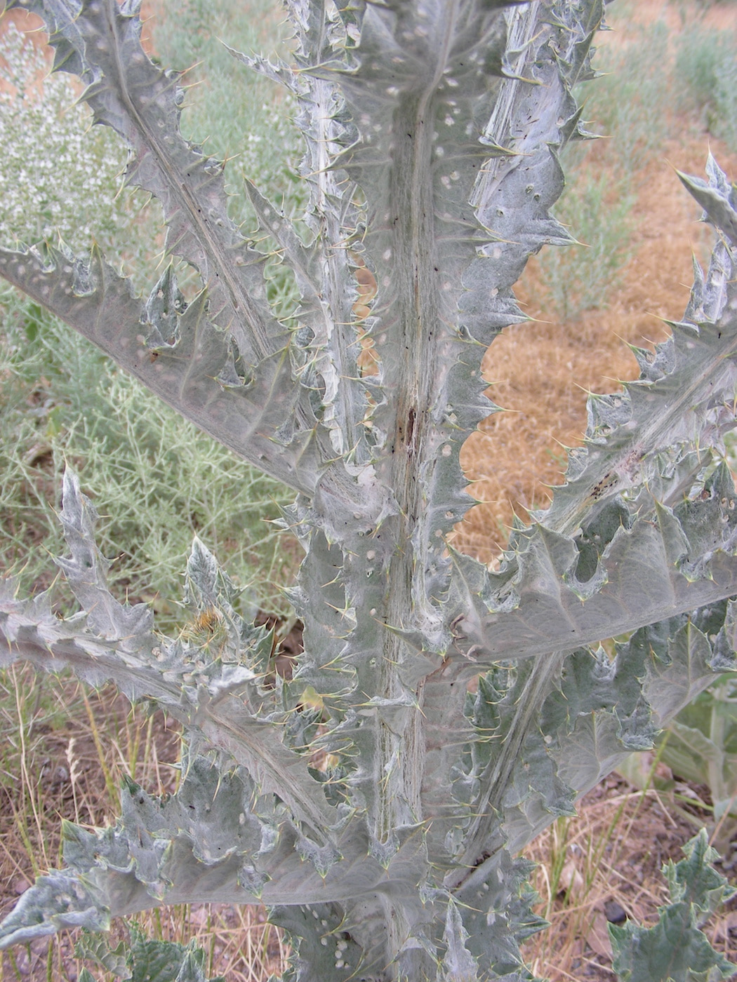 Image of Onopordum acanthium specimen.