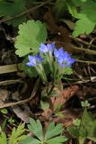 Gentiana zollingeri