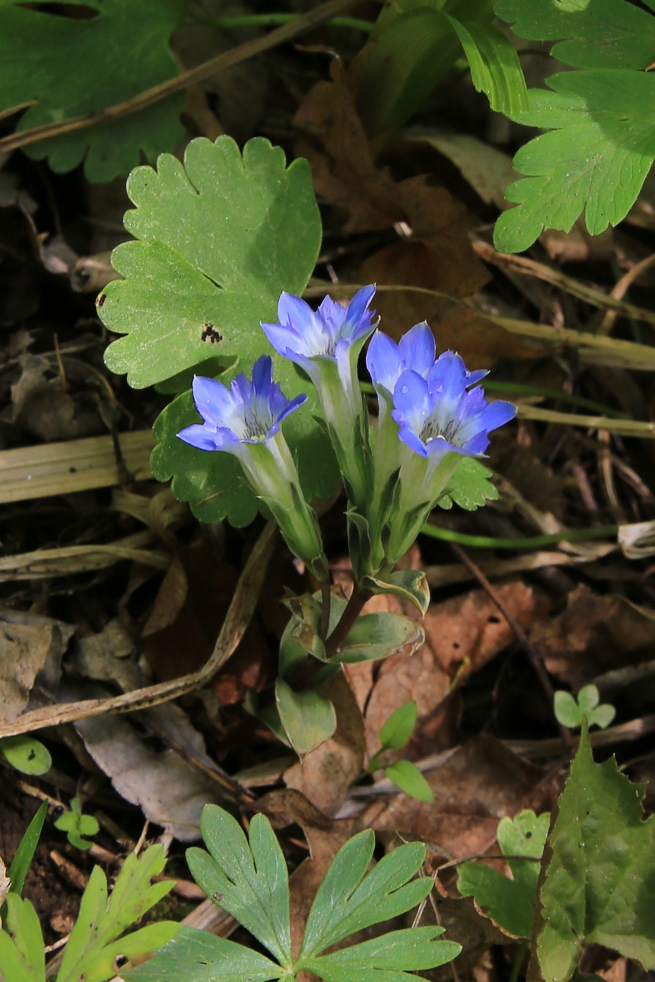 Изображение особи Gentiana zollingeri.