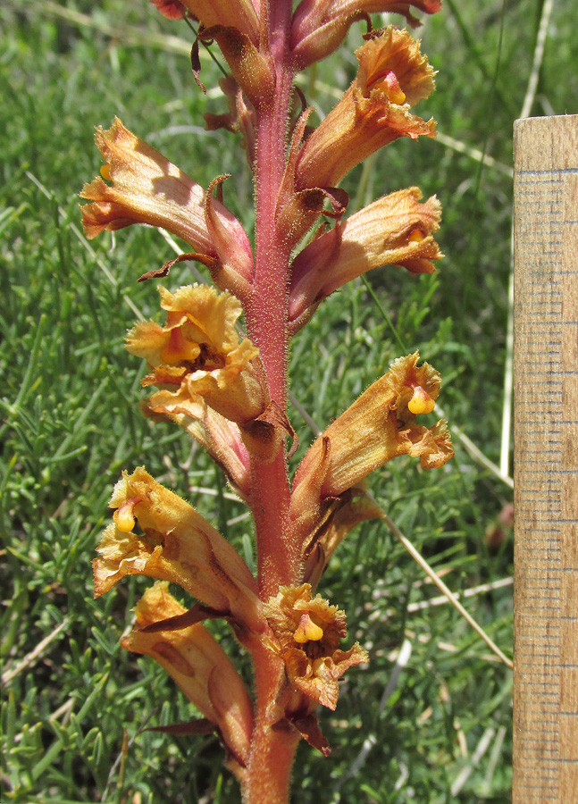 Image of Orobanche alba ssp. xanthostigma specimen.