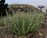 Nepeta subspecies troodi