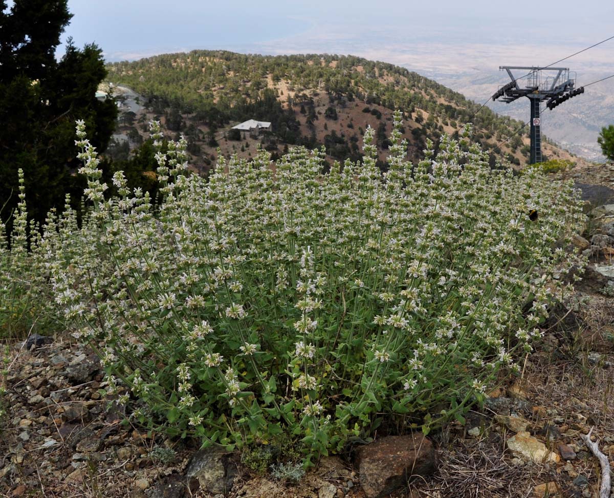 Изображение особи Nepeta italica ssp. troodi.