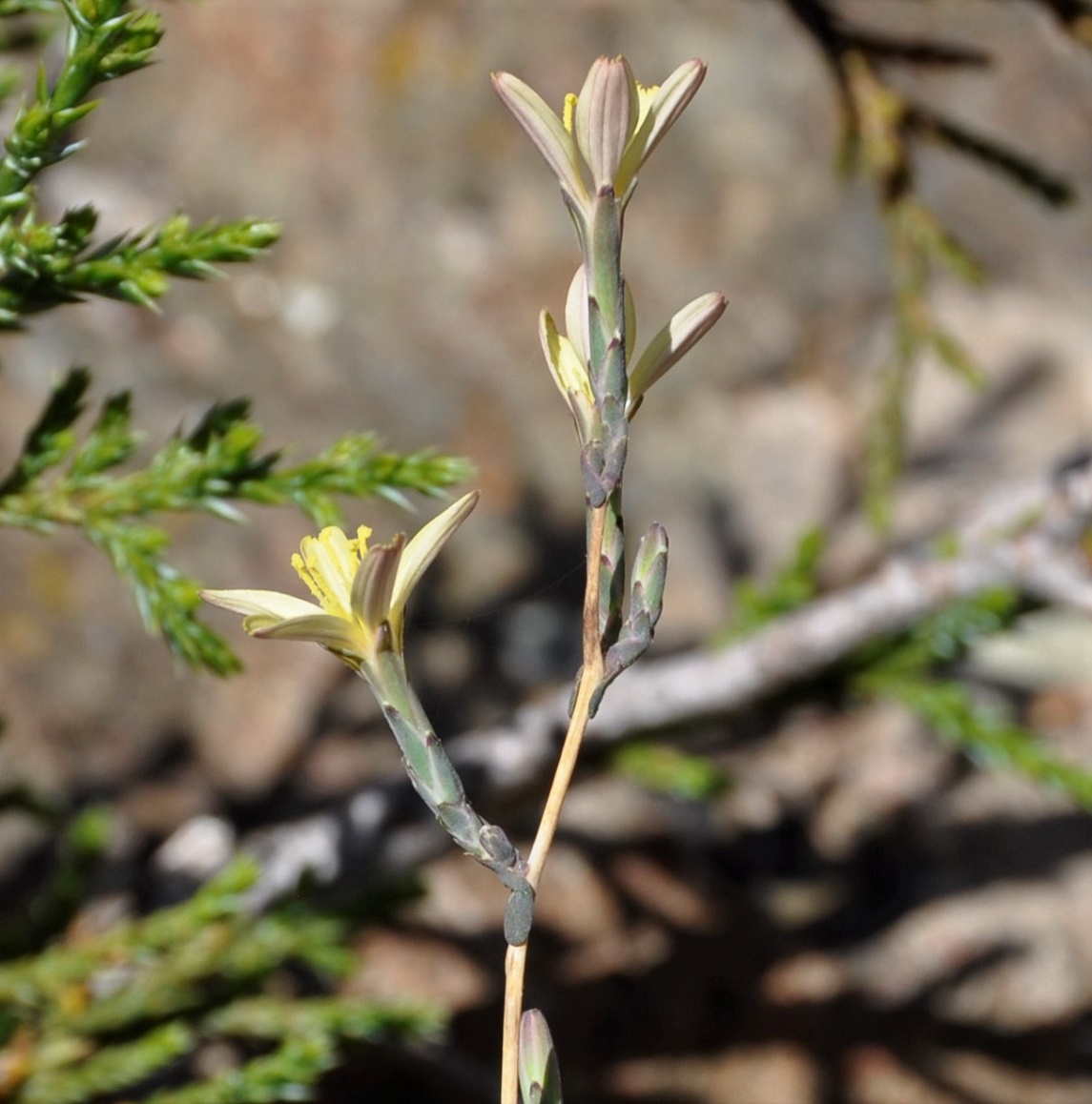 Image of Scariola viminea specimen.