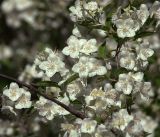 genus Philadelphus. Цветки. Московская обл., Раменский р-н, окр. дер. Хрипань, садовый участок. 04.06.2019.