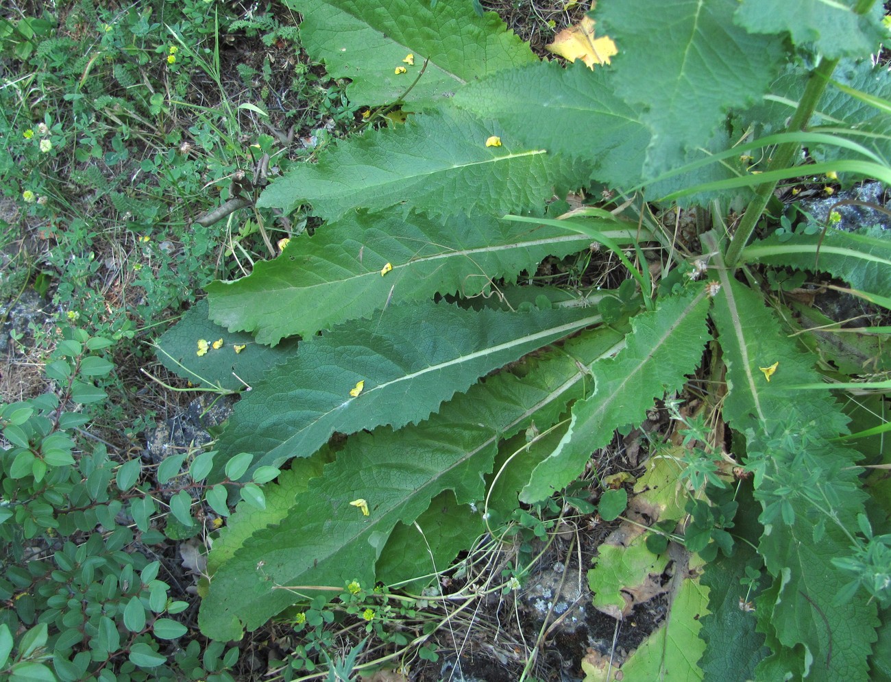 Image of Verbascum pyramidatum specimen.