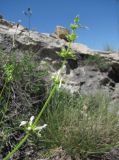 Stachys atherocalyx. Верхушка цветущего растения. Дагестан, Левашинский р-н, окр. с. Леваши, ок. 1400 м н.у.м., у скального выхода. 01.06.2019.