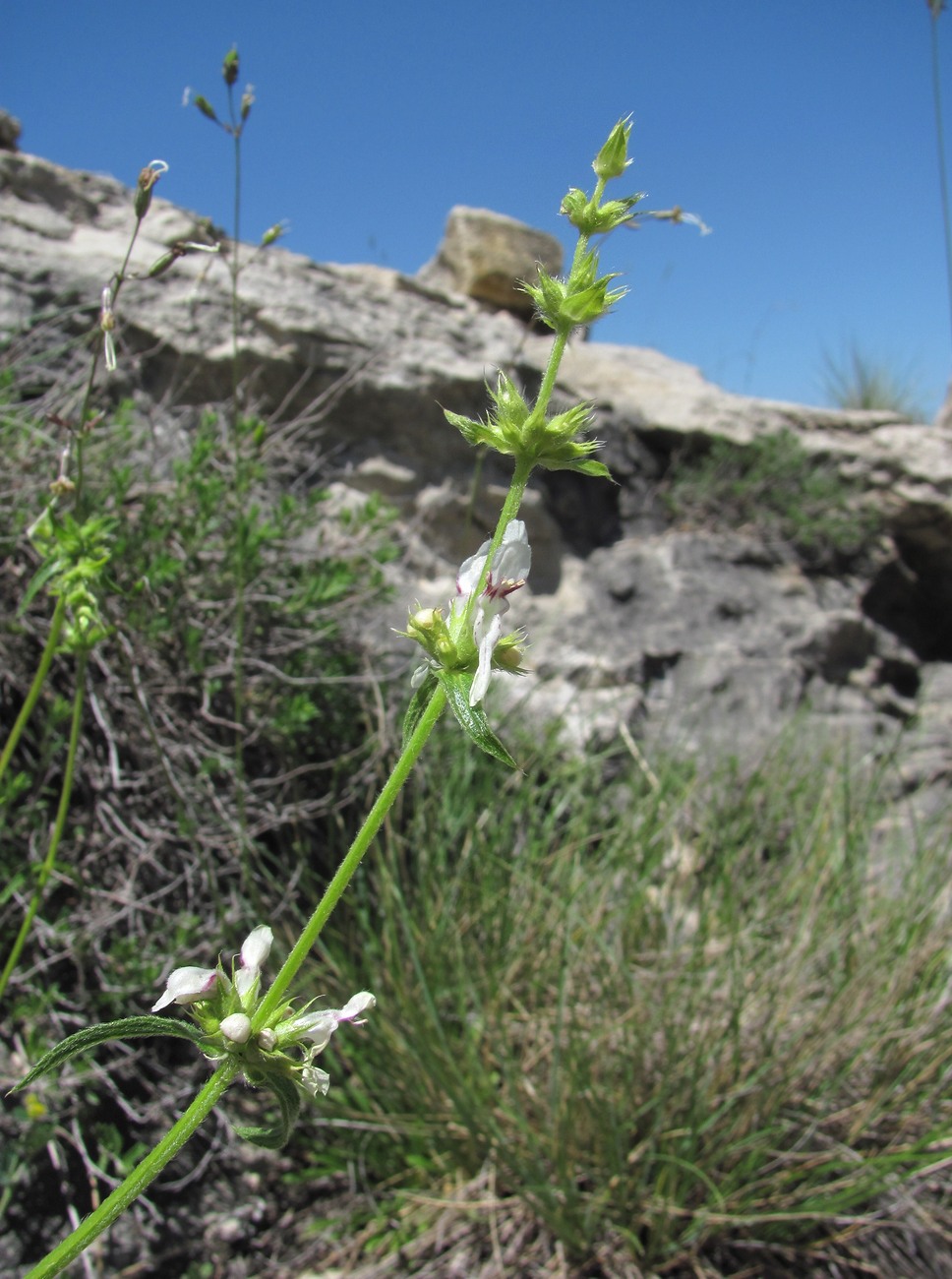 Image of Stachys atherocalyx specimen.