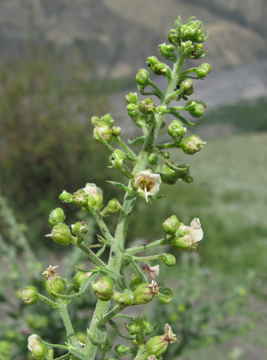 Изображение особи Scrophularia cinerascens.