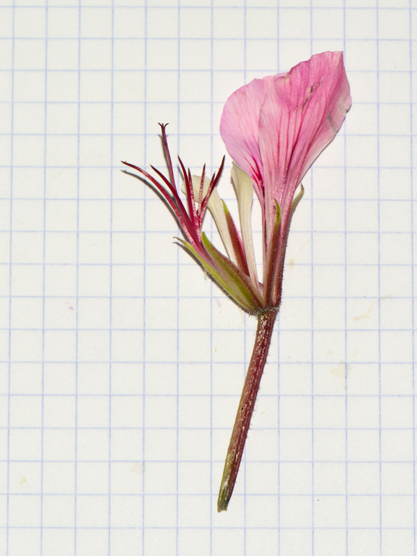 Image of Pelargonium tetragonum specimen.