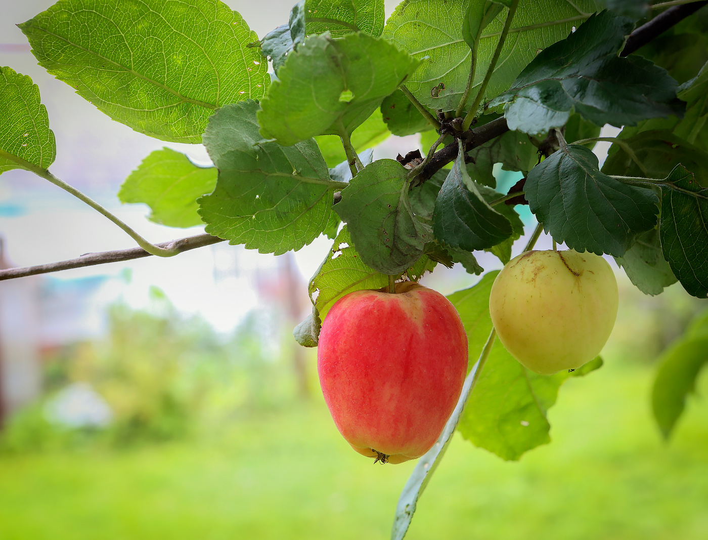 Изображение особи Malus domestica.