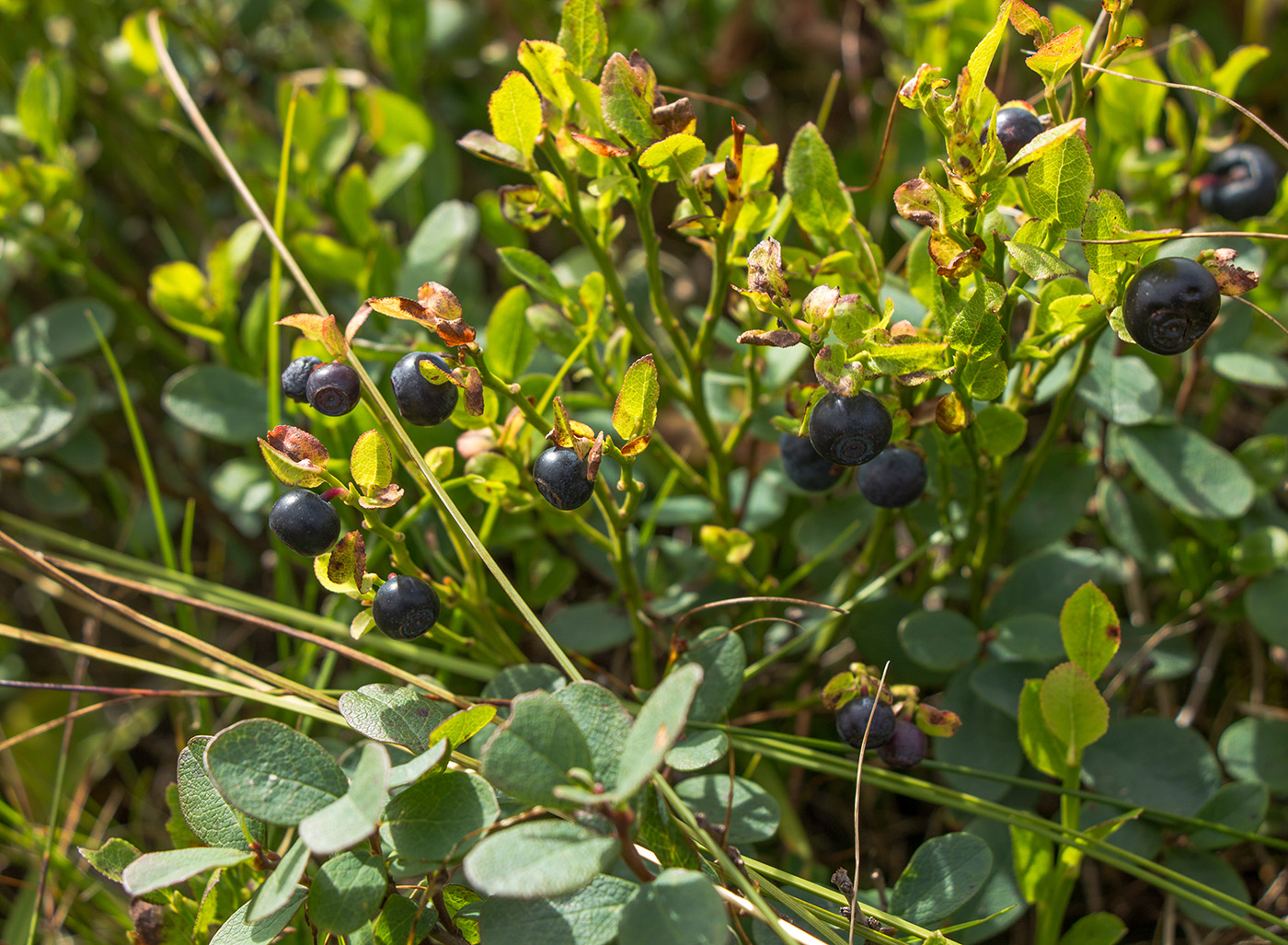 Image of Vaccinium myrtillus specimen.