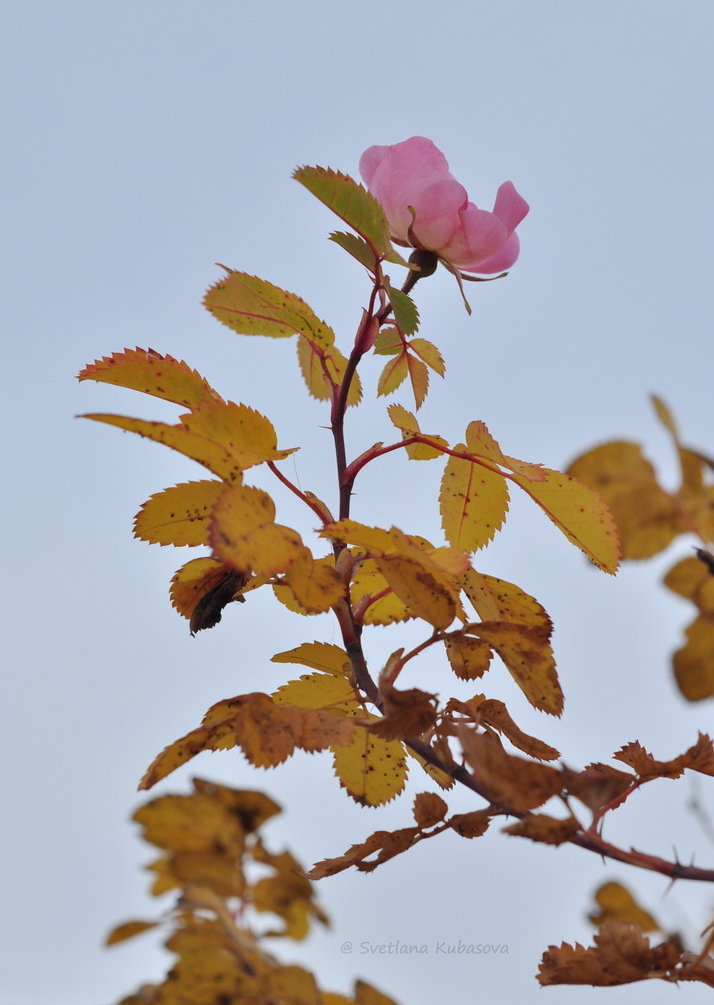 Изображение особи Rosa glabrifolia.