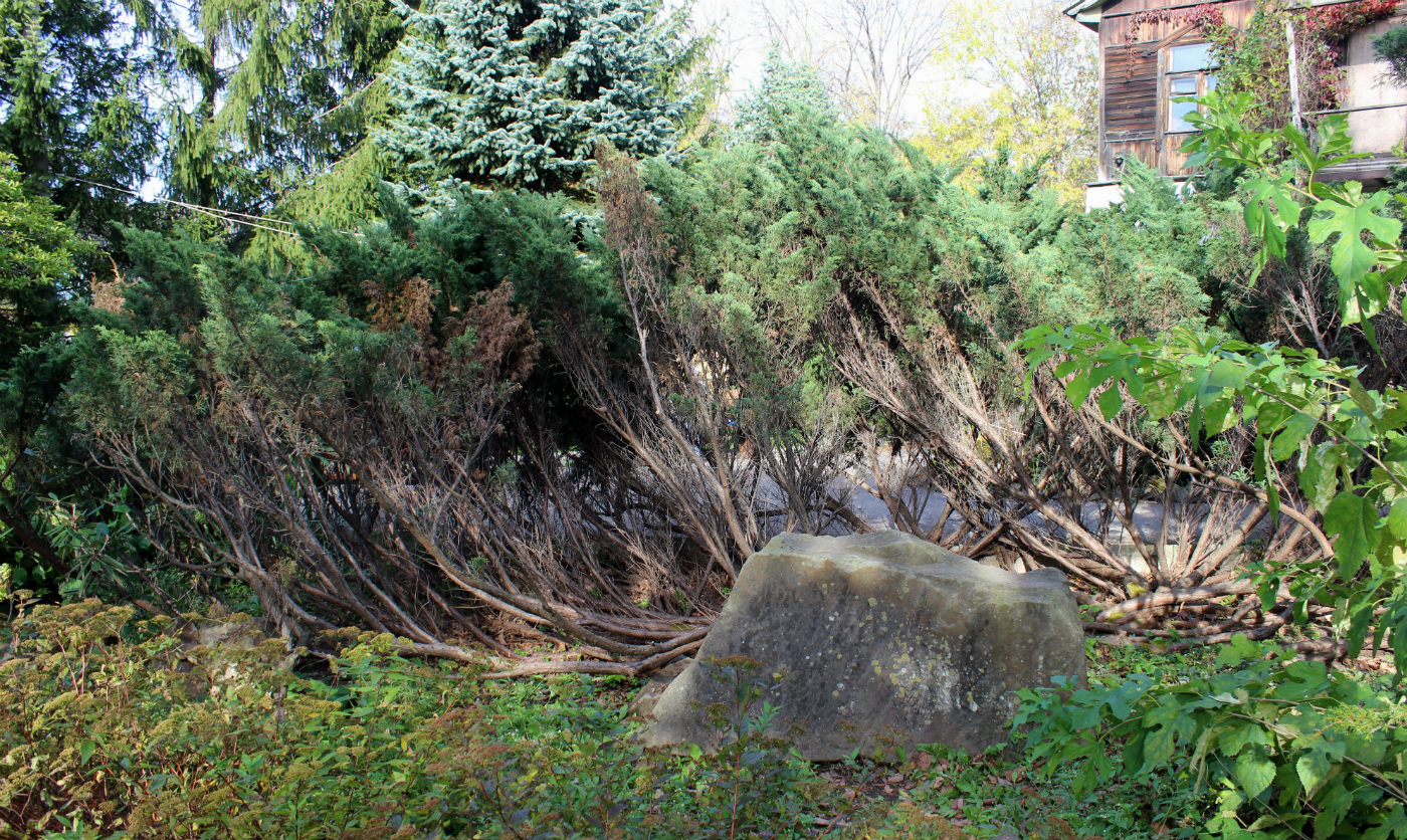 Изображение особи Juniperus sargentii.