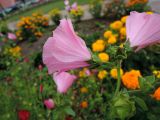 Malva trimestris