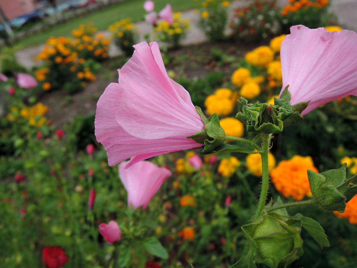 Изображение особи Malva trimestris.