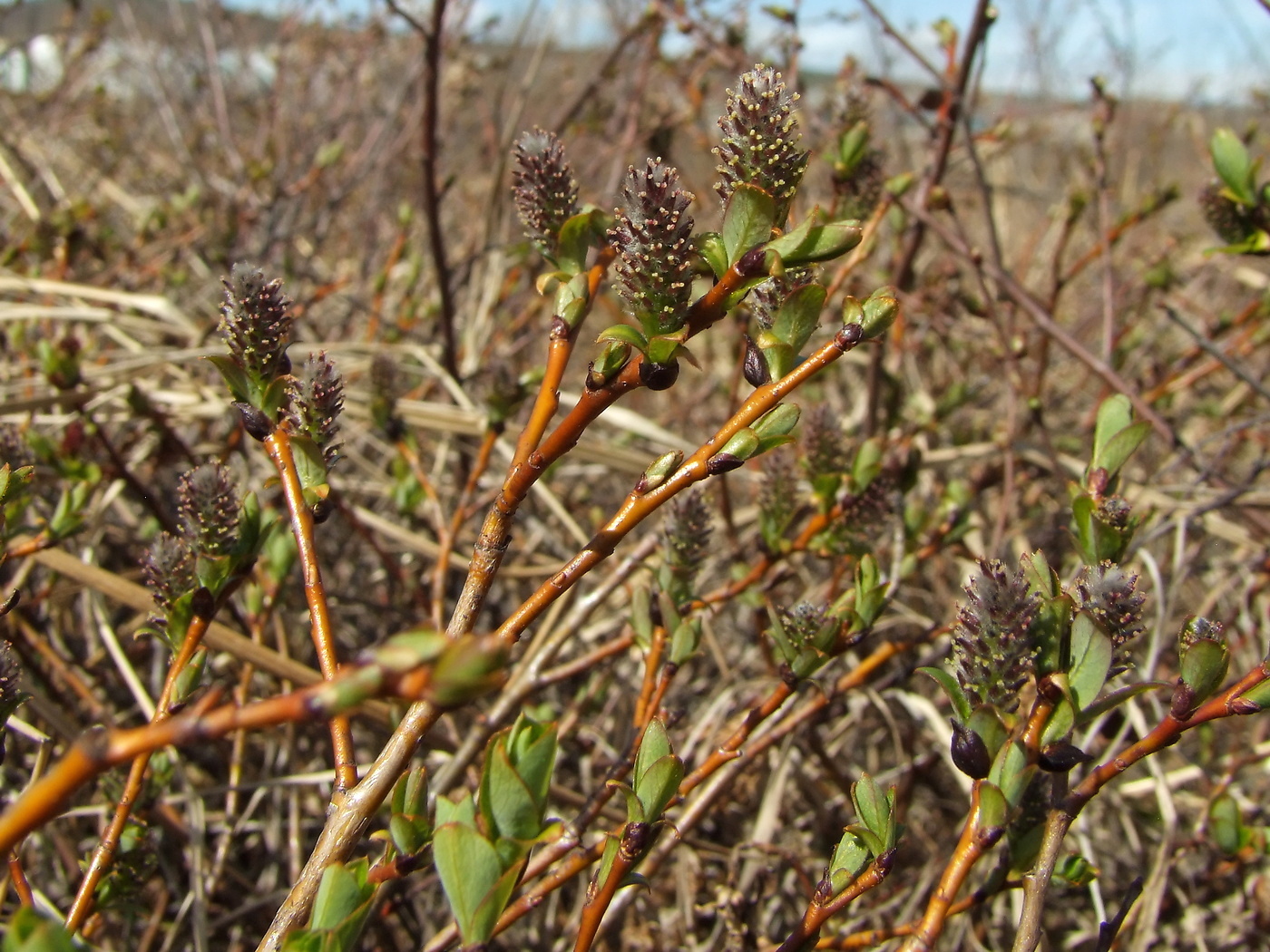 Изображение особи Salix fuscescens.