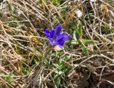 Gentiana dshimilensis