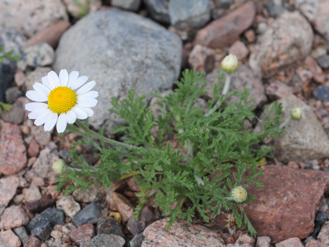 Изображение особи Anthemis ruthenica.