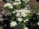 Spiraea trilobata. Цветущее растение. Казахстан, Калбинский Алтай, окр. пер. Таргын, гранитные скалы в сосновом редколесье. 21 июня 2019 г.