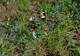 Vicia costata