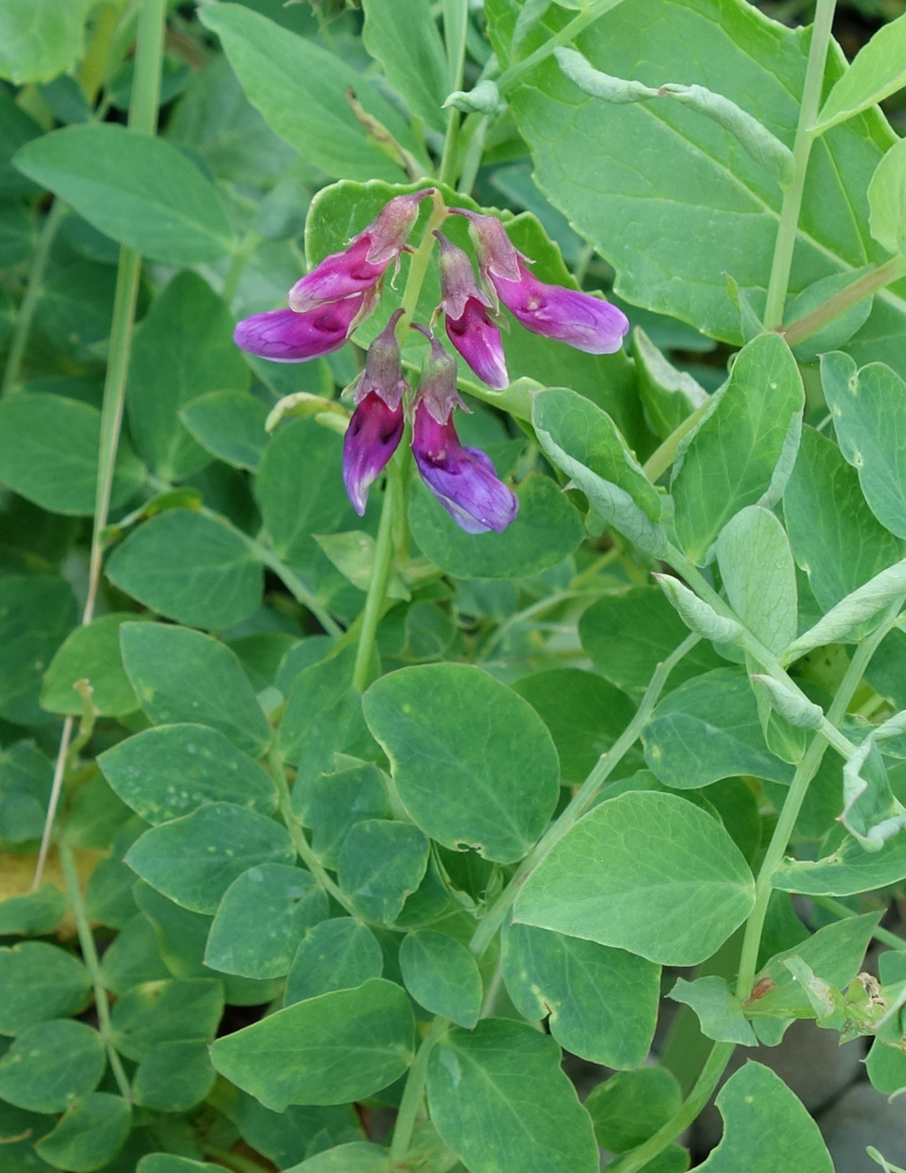 Изображение особи Lathyrus japonicus.