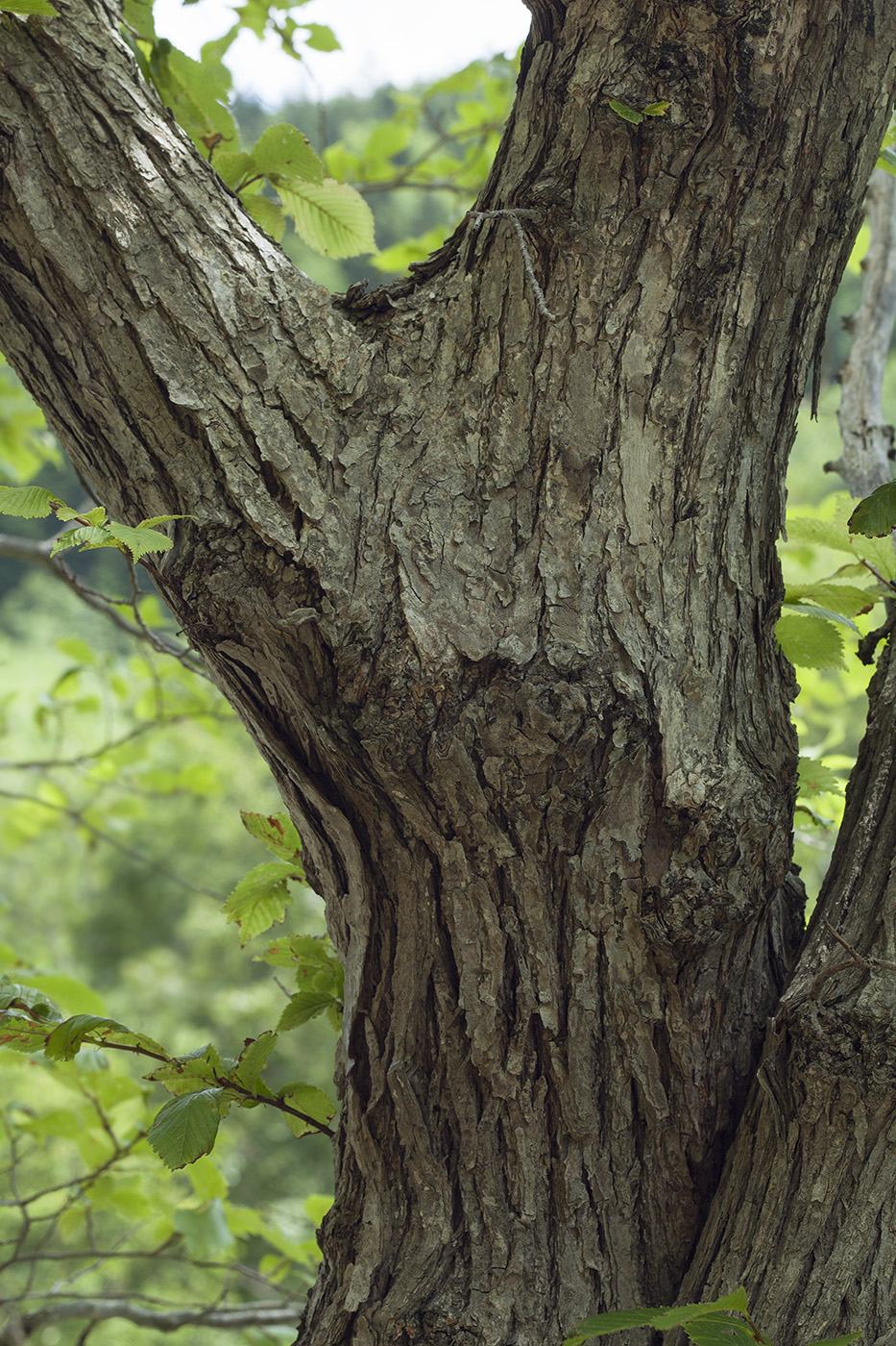 Изображение особи Ulmus japonica.