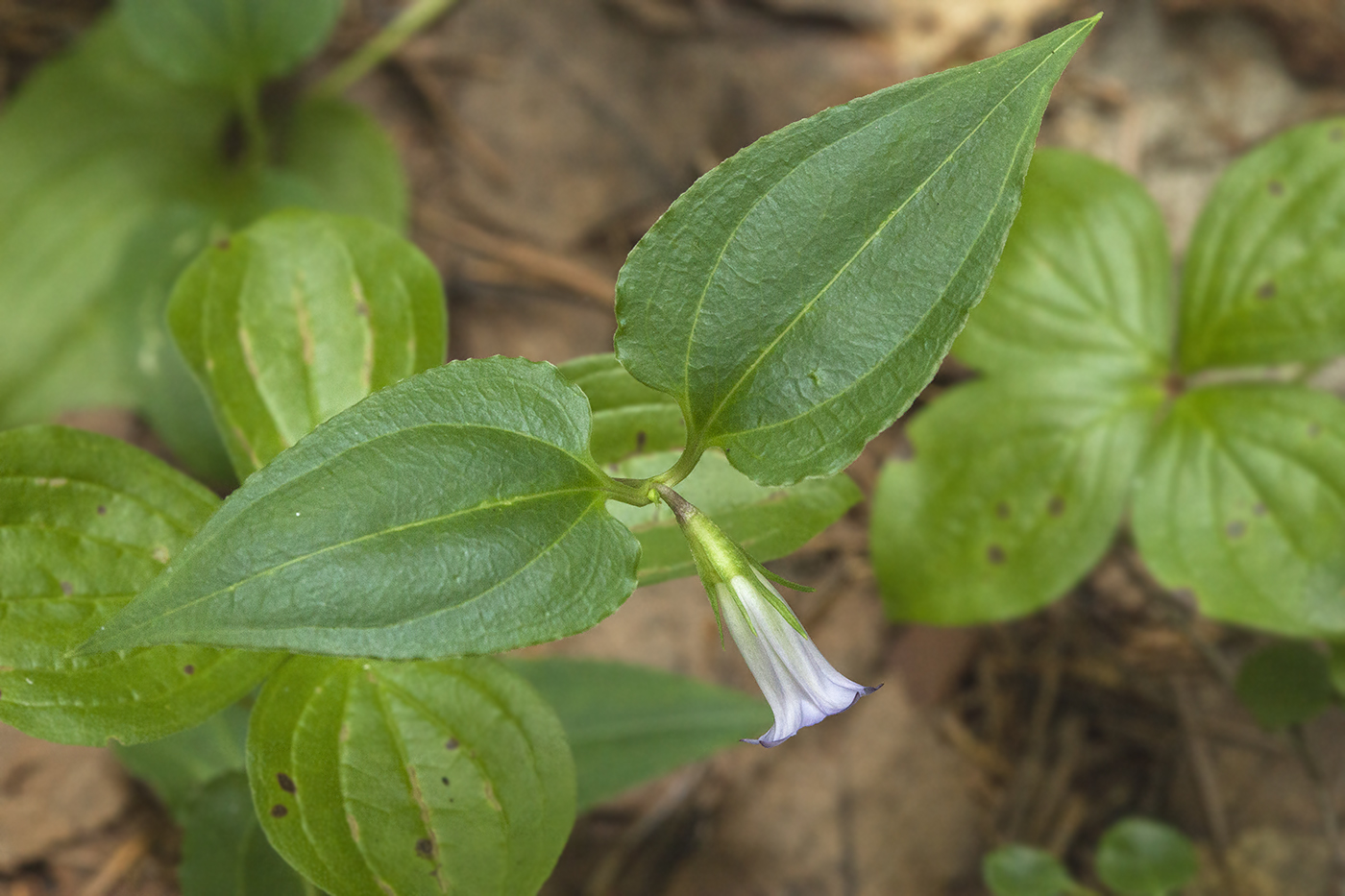 Изображение особи Crawfurdia japonica.