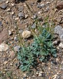 Klasea marginata. Растение с развивающимися соцветиями. Алтай, Кош-Агачский р-н, долина р. Кызыл-Чин, ≈ 1700 м н.у.м., горная полупустыня. 12.06.2019.