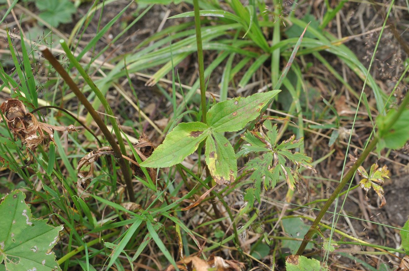 Image of Astrantia maxima specimen.