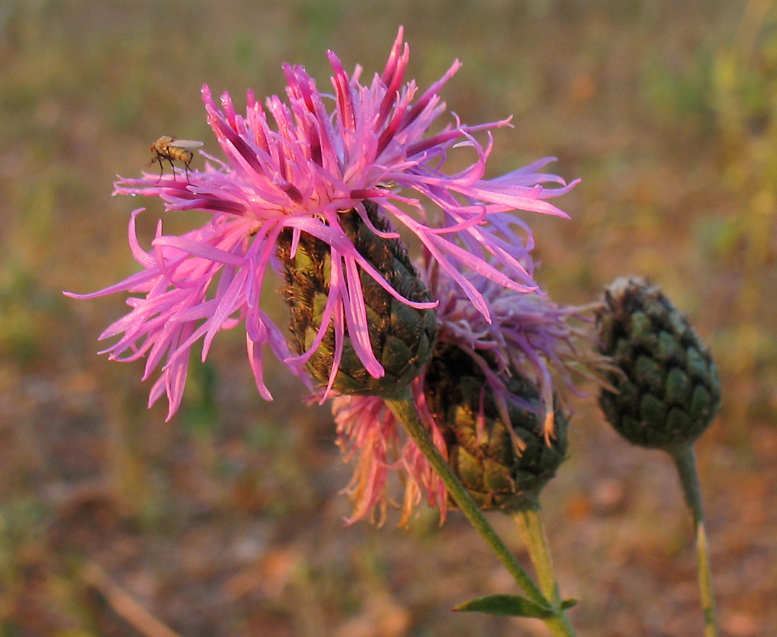 Изображение особи Centaurea scabiosa.