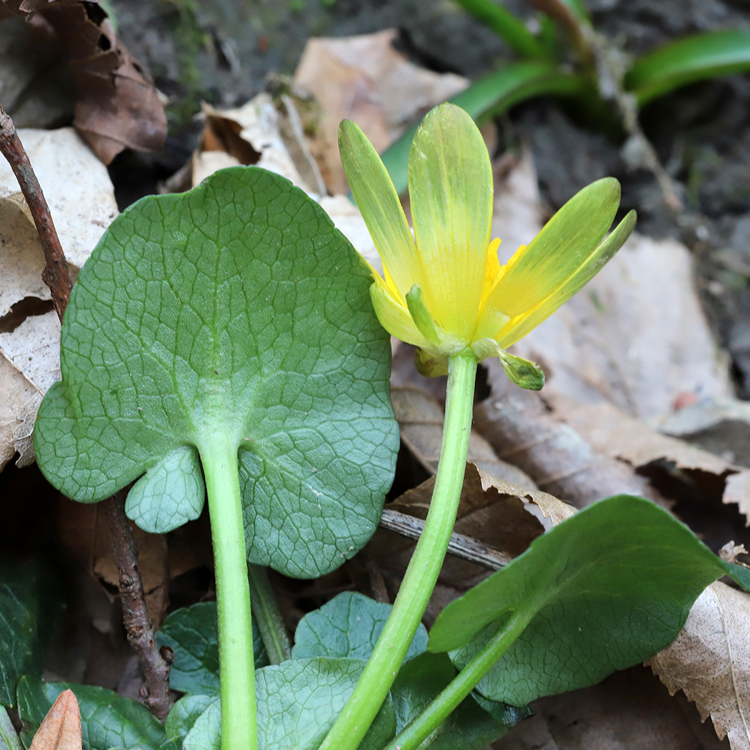 Изображение особи Ficaria calthifolia.