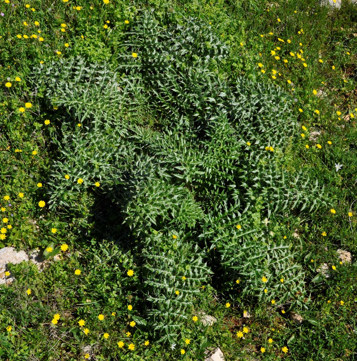 Image of Cynara cornigera specimen.