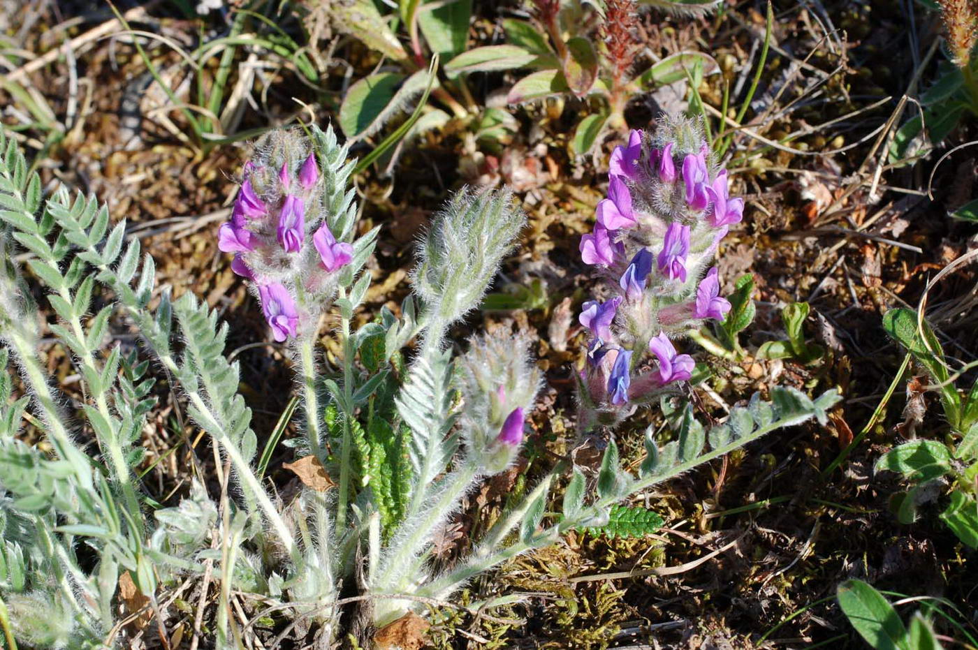Image of Oxytropis vassilczenkoi specimen.